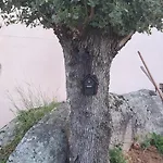 Neuf Dans Hameau Proche Vecchio Daire Porto-Vecchio (Corsica)